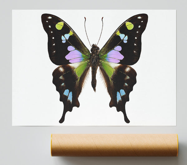 Butterfly Colours Print