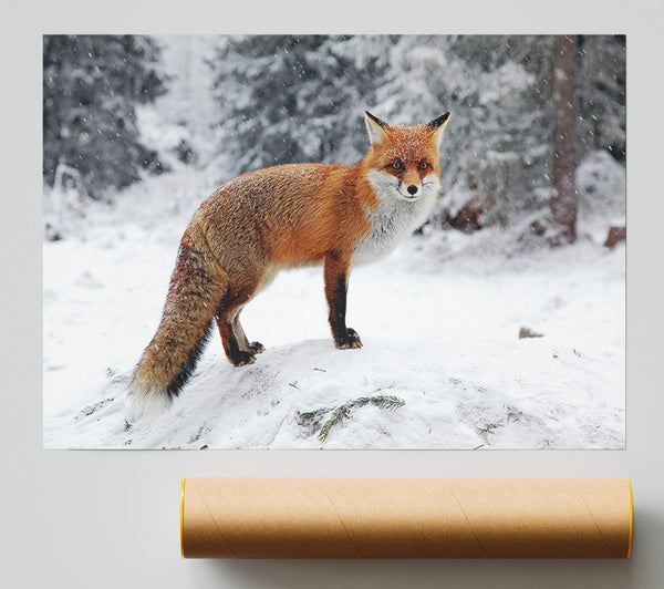 Snow Fox Print