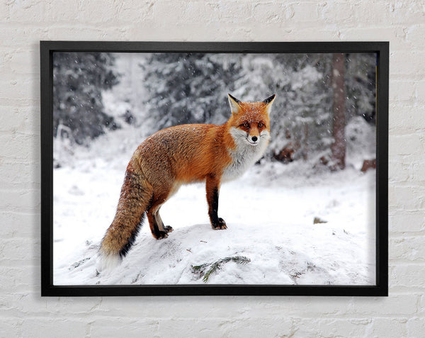 Snow Fox Framed Print