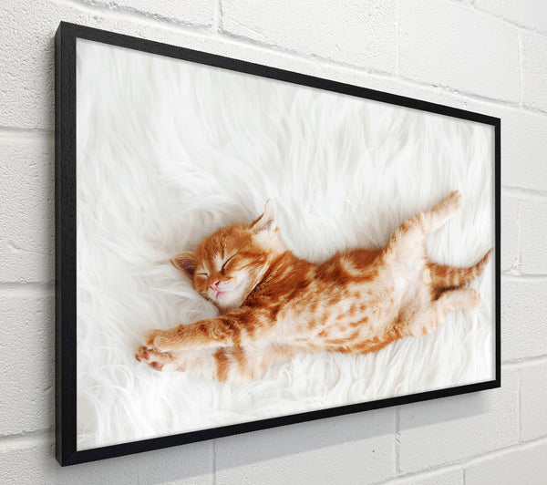 Kitten Cat Belly