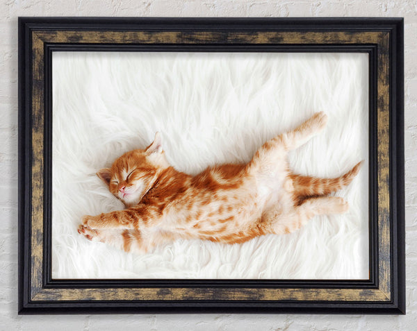 Kitten Cat Belly