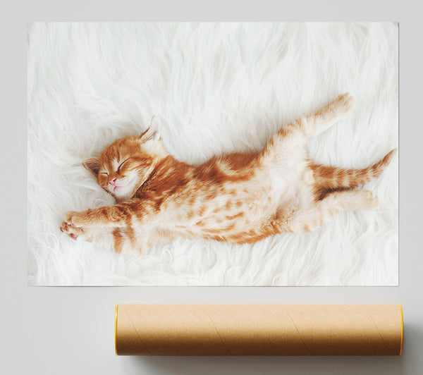 Kitten Cat Belly Print