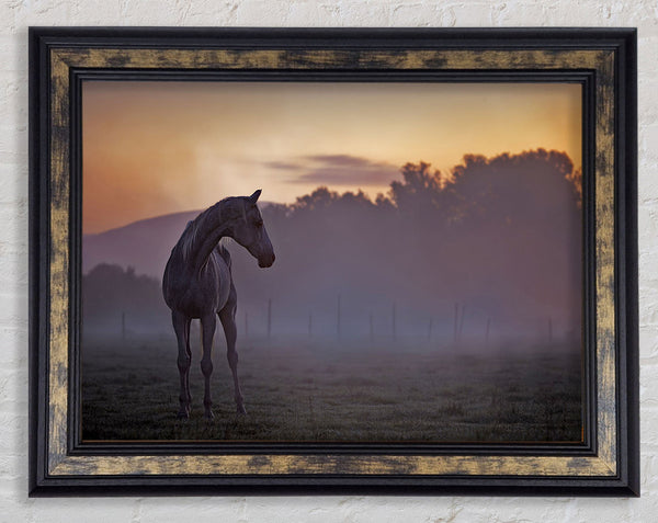 Sunrise Horse Framed Print