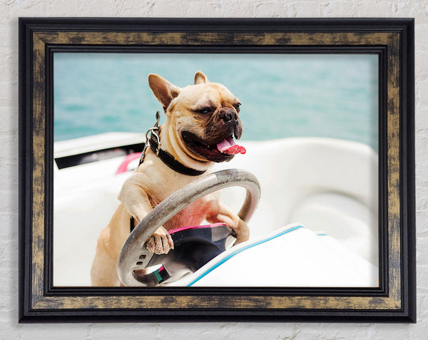 Speed boat French bulldog Framed Print