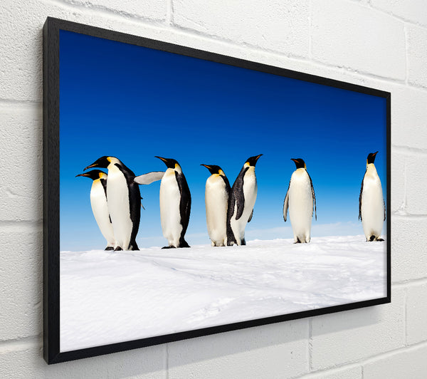 Penguin Gossip