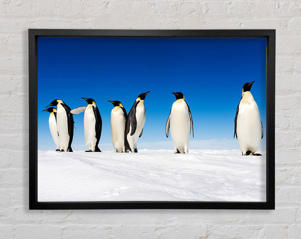 Pinguinklatsch
