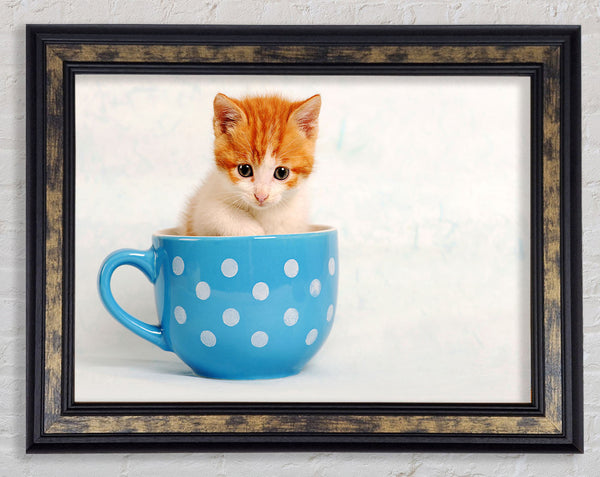 Tea Cup Kitten Cat