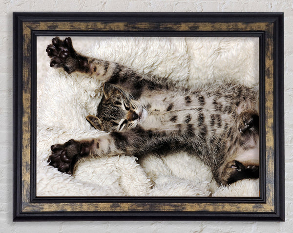 Cat Nap