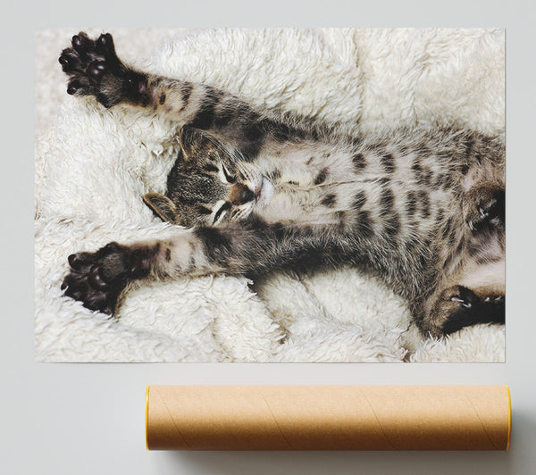 Cat Nap Poster