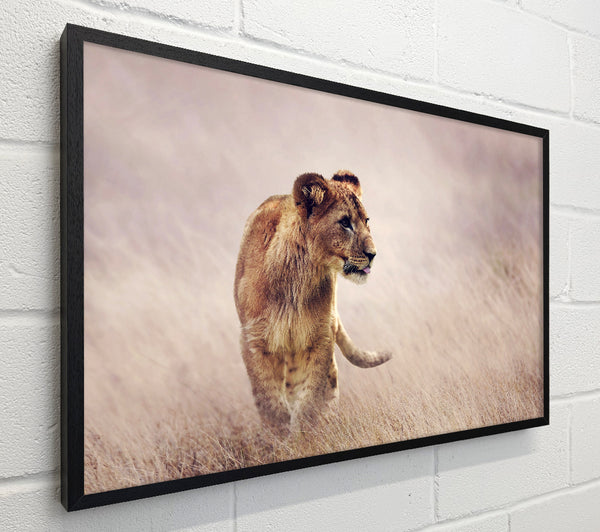 Lioness Teen