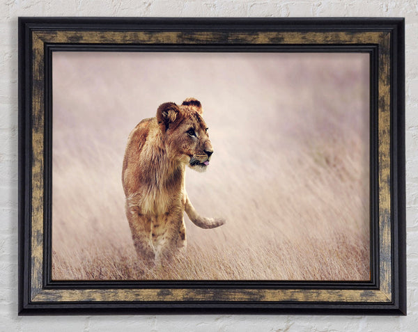 Lioness Teen Framed Print