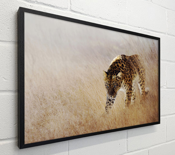 Prowling Leopard