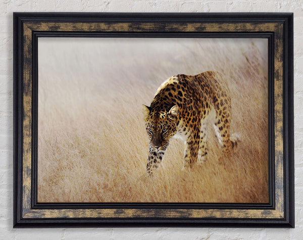 Prowling Leopard Framed Print