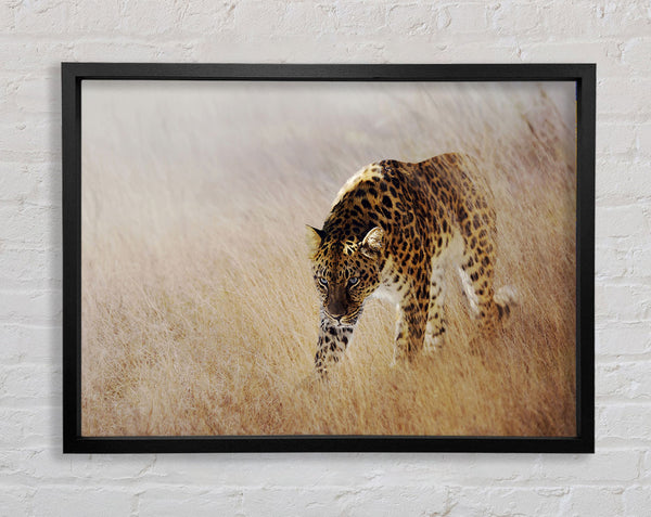 Prowling Leopard Framed Print