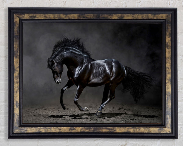 Black Beauty Horse Framed Print