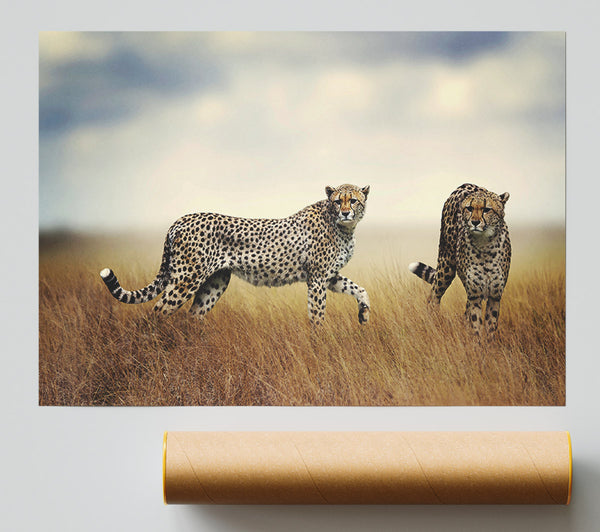 Cheetah Duo Poster