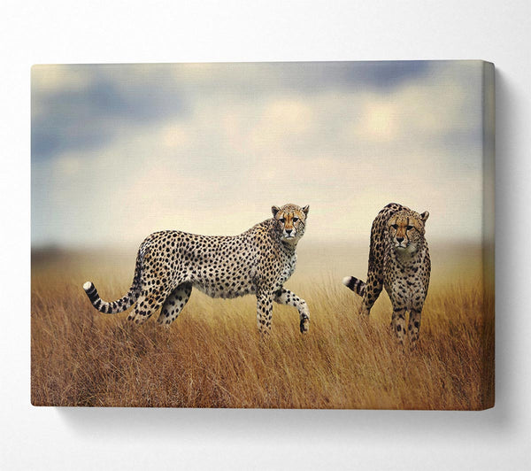  A Canvas Print of Cheetah Duo Canvas Wall Art