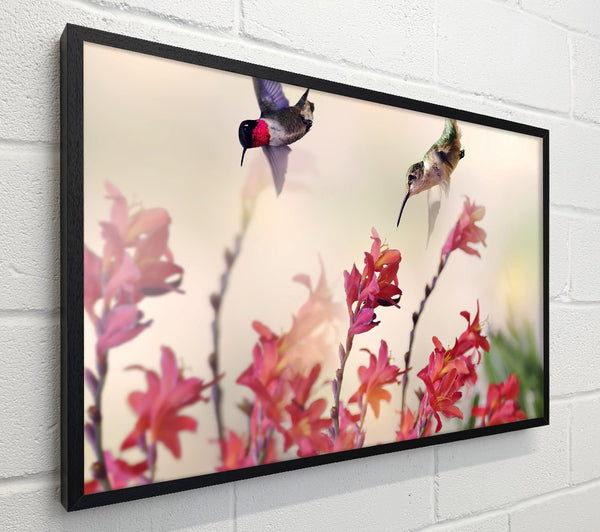 Hummingbird Delight