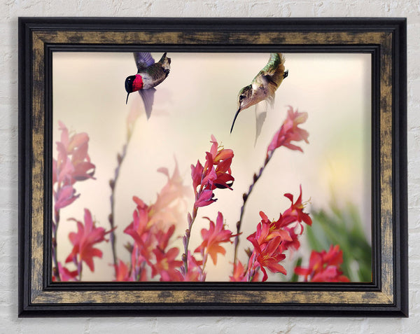 Hummingbird Delight Framed Print