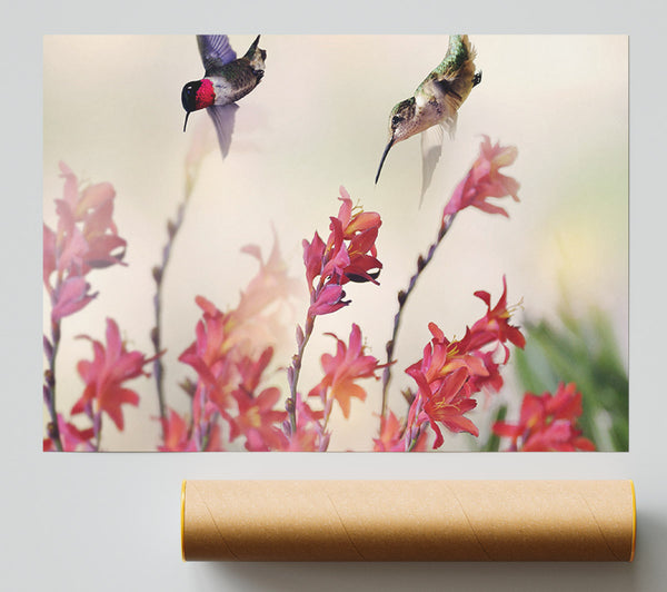 Hummingbird Delight Print