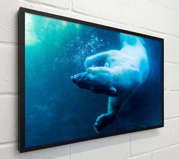 Polar Bear Swimming