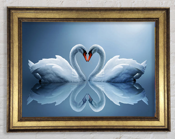 Heart shaped Swans Framed Print