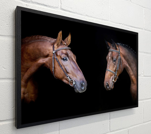 Horse Duo
