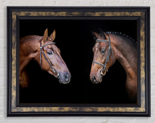 Horse Duo Framed Print