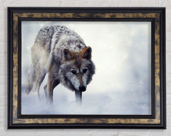 Prowling Wolf Framed Print