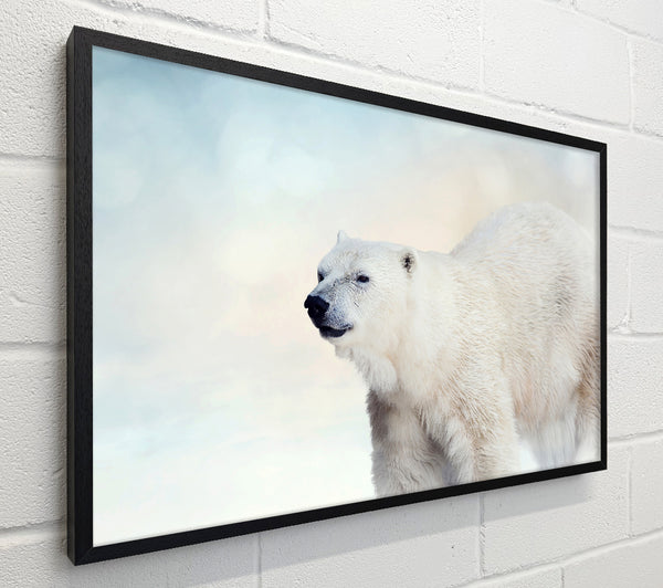 Polar Bear Wonder