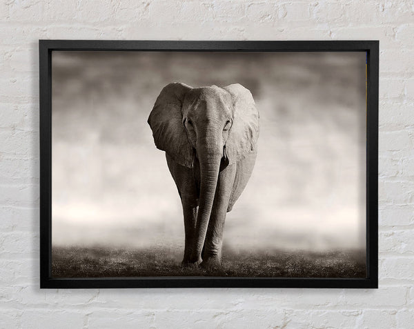 Lonesome Elephant Framed Print
