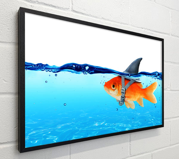Goldfish Shark