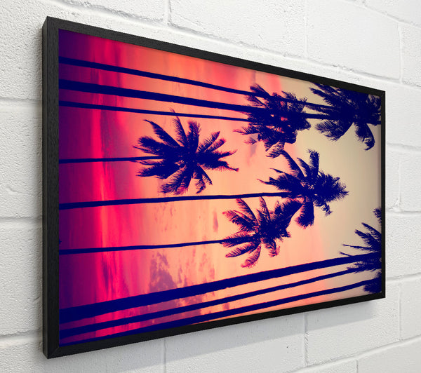 Californian Palm Trees