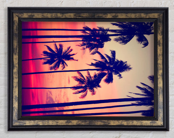 Californian Palm Trees Framed Print
