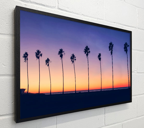 Palm Tree LineUp