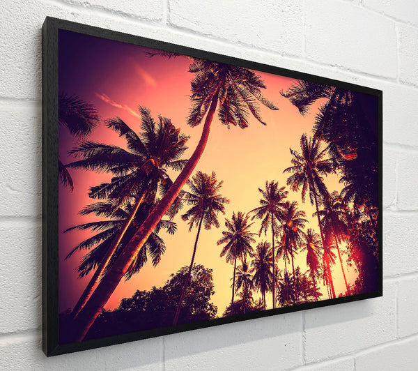 Just Palm Trees