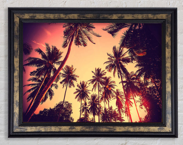 Just Palm Trees Framed Print