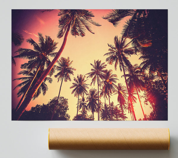 Just Palm Trees Giclee Print