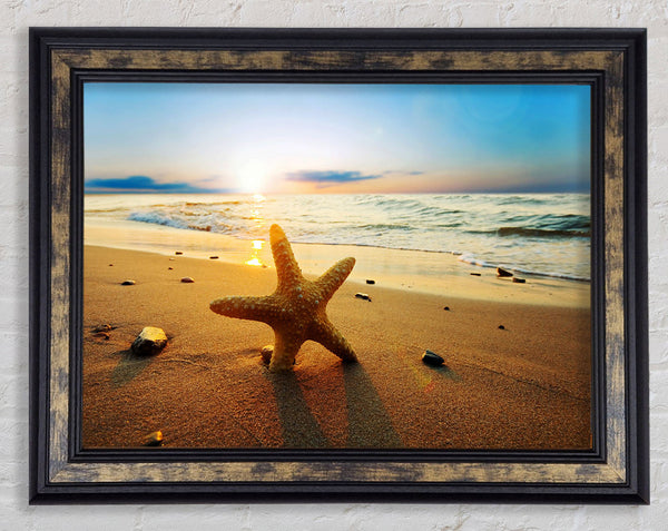 Starfish Sun Glow