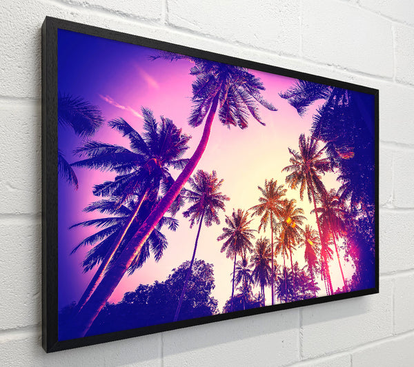 Palm Tree Glow