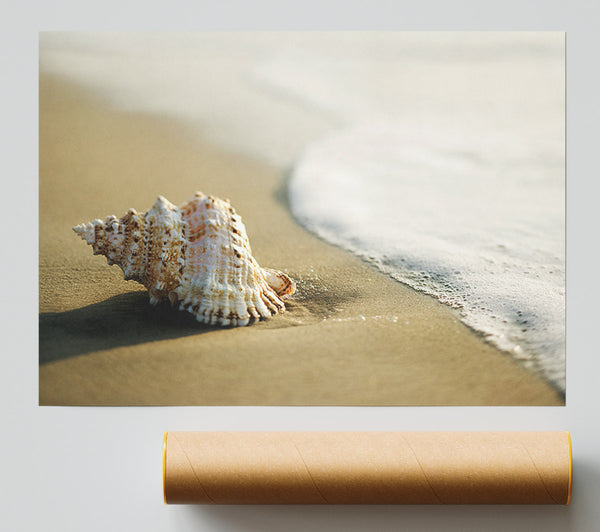 Ocean Shell Print