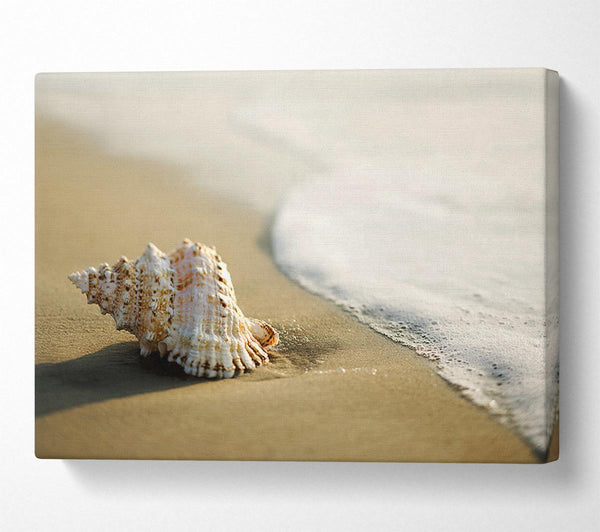  A Canvas Print of Ocean Shell Canvas Art