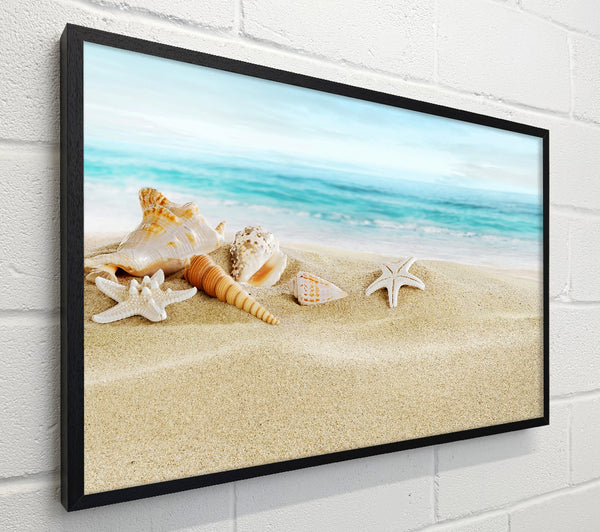 Beautiful Ocean Shells