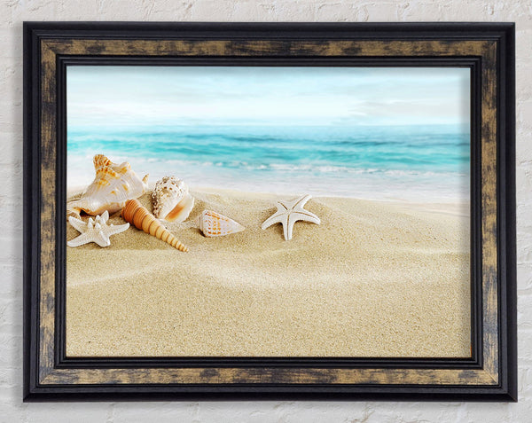 Beautiful Ocean Shells Framed Print