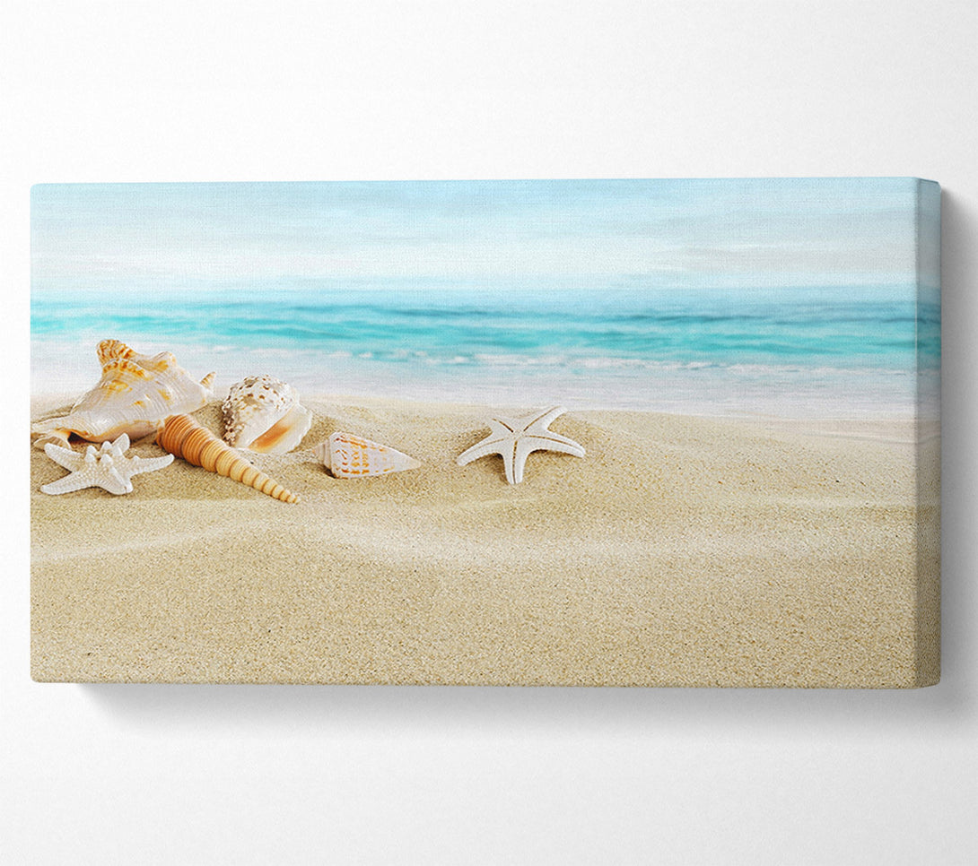  A Canvas Print of Beautiful Ocean Shells Canvas Art