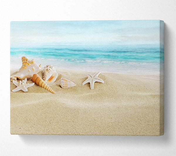  A Canvas Print of Beautiful Ocean Shells Canvas Art