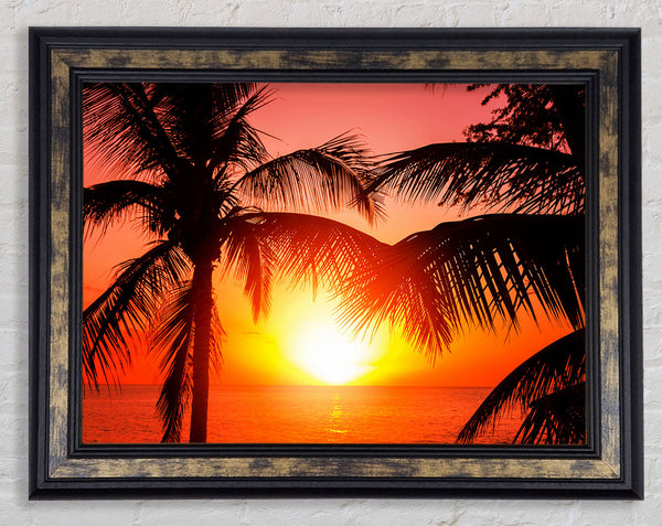 Sun Between The Palm Trees Framed Print