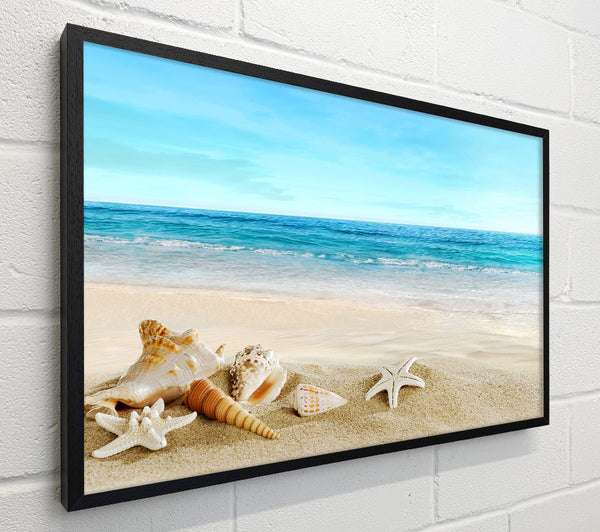Ocean Shells