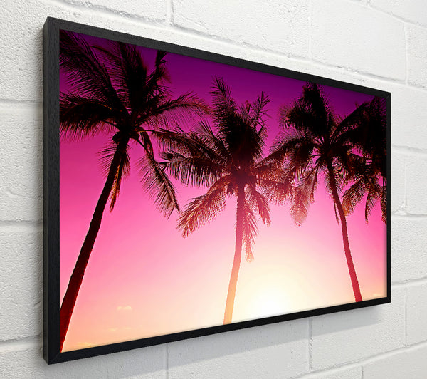 Los Angeles Sunset Palms