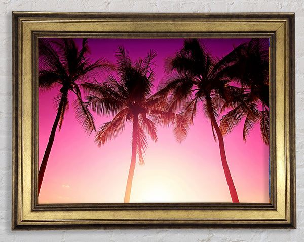 Los Angeles Sunset Palms
